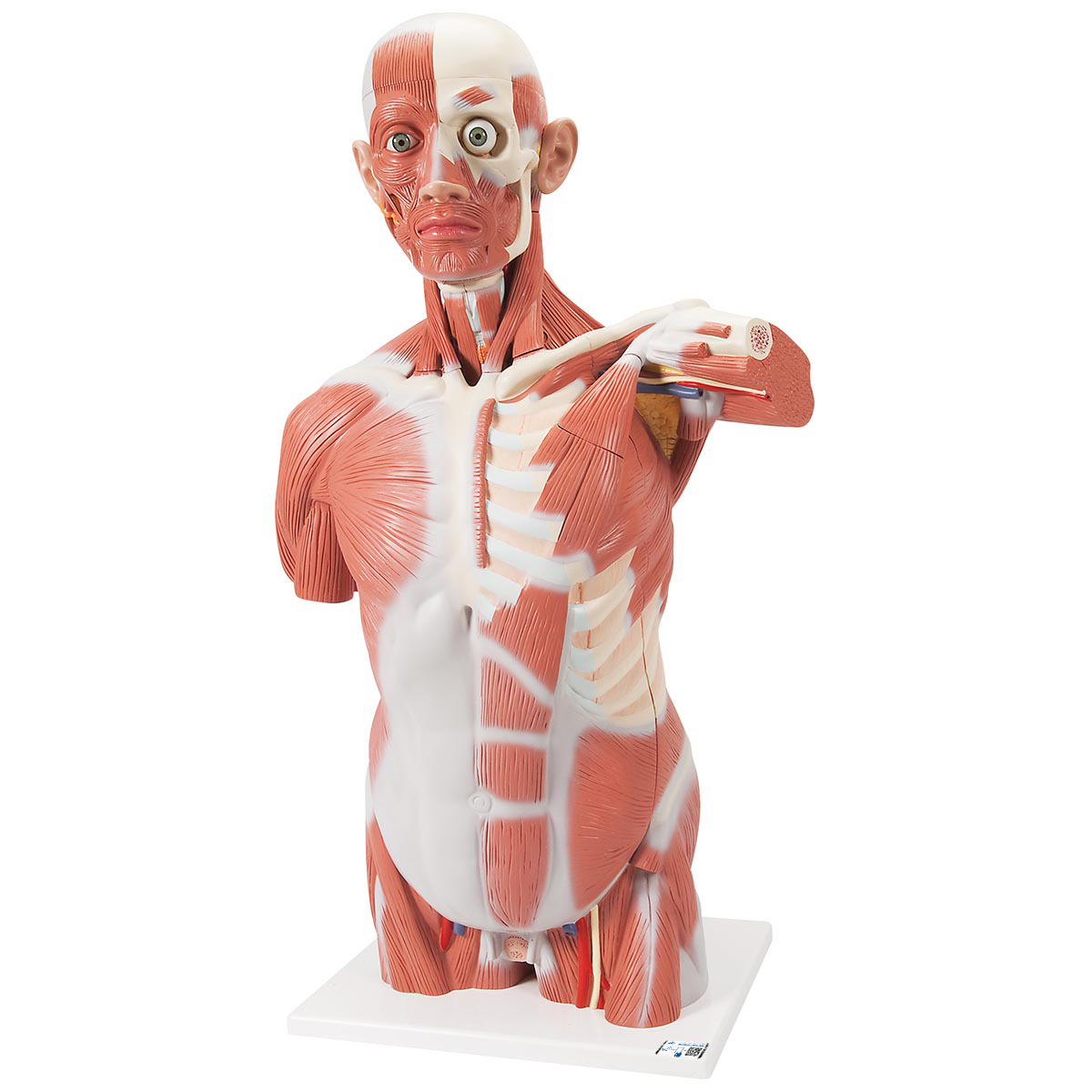 3B Scientific – Produktbild 1